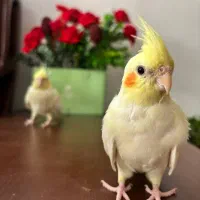 دو عدد عروس هلندی لوتینو (( ماده )) مست آماده جفت