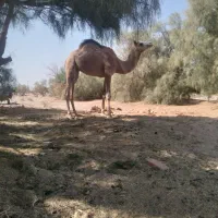 جنگ لوک ۲سال نیم