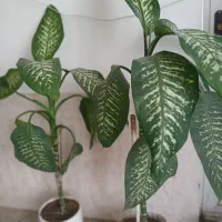 گل طبیعی|گل و گیاه طبیعی|دورود, |دیوار