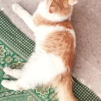 واگذاری گربه