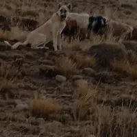 توله سگ گانگال وسراب