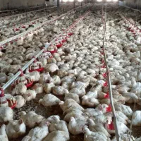 خریدو فروش کود مرغی سالنی