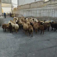 گوسفند /  زنده تمامی نقاط تهران کرج شهریار اندیشه