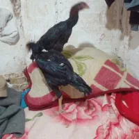 سلام ۳ عدد جوجه اوشامو|حیوانات مزرعه|طرقبه, |دیوار