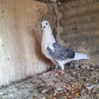 کفتر  ۲ تا پرشی