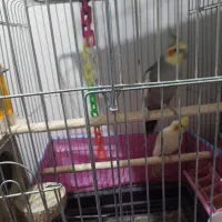 جفت مولد عروس پاریس