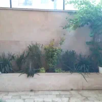 درخت محوطه هرس