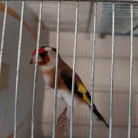 سهره|پرنده|قم, شاه ابراهیم|دیوار