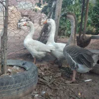 غاز|حیوانات مزرعه|اردبیل, |دیوار