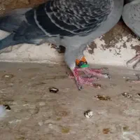 پرنده گرفتنی قلدر|پرنده|الوند, |دیوار