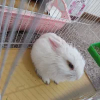 خرگوش مینیاتوری