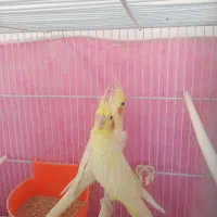 عروس معاوضه با قناری