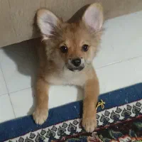 واگذاری سگ|سگ|صدرا-فارس, فاز ۱|دیوار