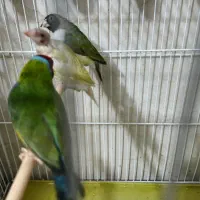 فروش ۳عدد فنچ گلدین ماده  مولد|پرنده|لامرد, |دیوار