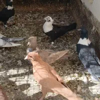 کفتر کلاغ رسمی نواری خطی کله سینه