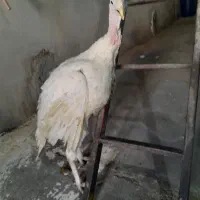 بوقلمون