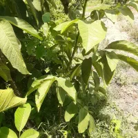 فروش نهال گردو ضیاآباد