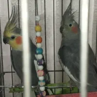 جفت عروس هلندی سینامون