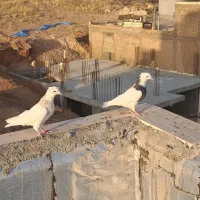 یک جفت طوقی|پرنده|شیراز, ارم|دیوار