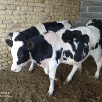 5راس گوساله نر صنعتی|حیوانات مزرعه|مرودشت, ثبت احوال|دیوار