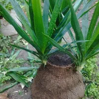 فروش گل یوکا|گل و گیاه طبیعی|گلوگاه, |دیوار