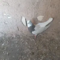 طوقی ماده