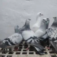 کبوتر شامی