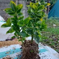 قلم کرتی شمشاد|حراج|کلاچای, |دیوار