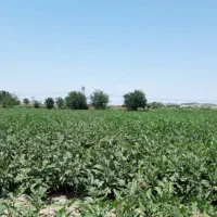 بادمجان تازه شیرین