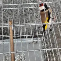 سهره دورگ سر سیاه