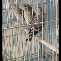 جوجه سهره قناری تازه دون خور