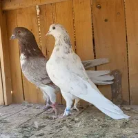 نروماده دونسته پرشی تیرماه