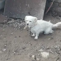 سگ خارجی|سگ|نهاوند, |دیوار