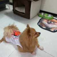 سگ پامرانین