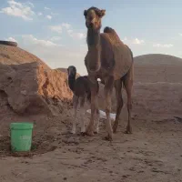 شتر مجی زه اول با هاشی ماده