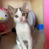 واگذاری رایگان گربه ۲ ماهه