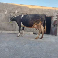 فروش گاو گوساله