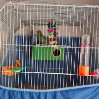 مرغ عشق|پرنده|خرمشهر, |دیوار