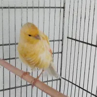 قناری سوپر کشیده|پرنده|شاهرود, |دیوار