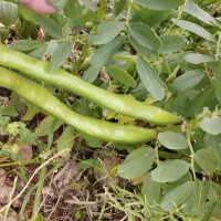 باقله خشک بذرهیستال پرثمر زودپز(عکسا همه دیده بشه)|خوردنی و آشامیدنی|دهدشت, |دیوار