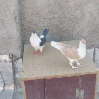 یک‌جفت کبوتر ساده