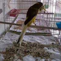 قناری نر ابلغ رسمی بلند پلاک آبی ۲ساله