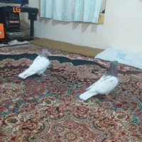 جفت کبوتر کله الماسی