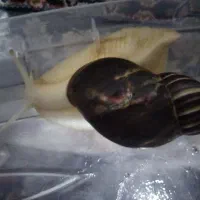 فروش بچه حلزون