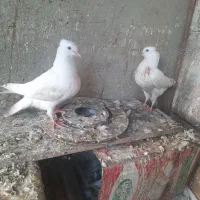 جوجه کفتر سفید اراکی|پرنده|شیراز, بعثت|دیوار