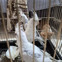 عروس هلندی البینو