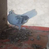 کفتر