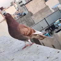 کفتر کبوتر