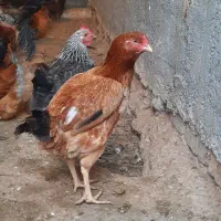 مرغ حدود ۳۵ عدد و یک خروس