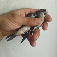 یک عدد فنچ جغدی ماده و 2 عدد فنچ هیبرید ماده